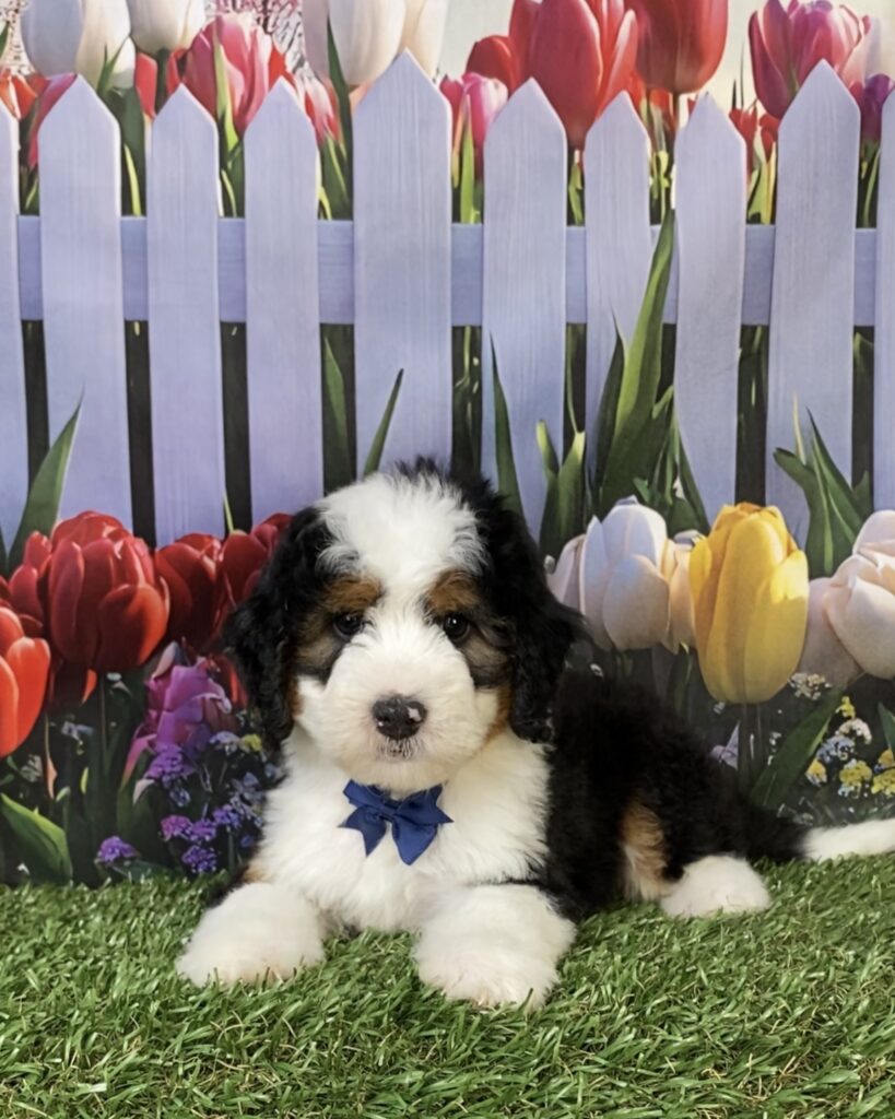 Photo of Mr. Fido the Mini-Bernedoodle puppy