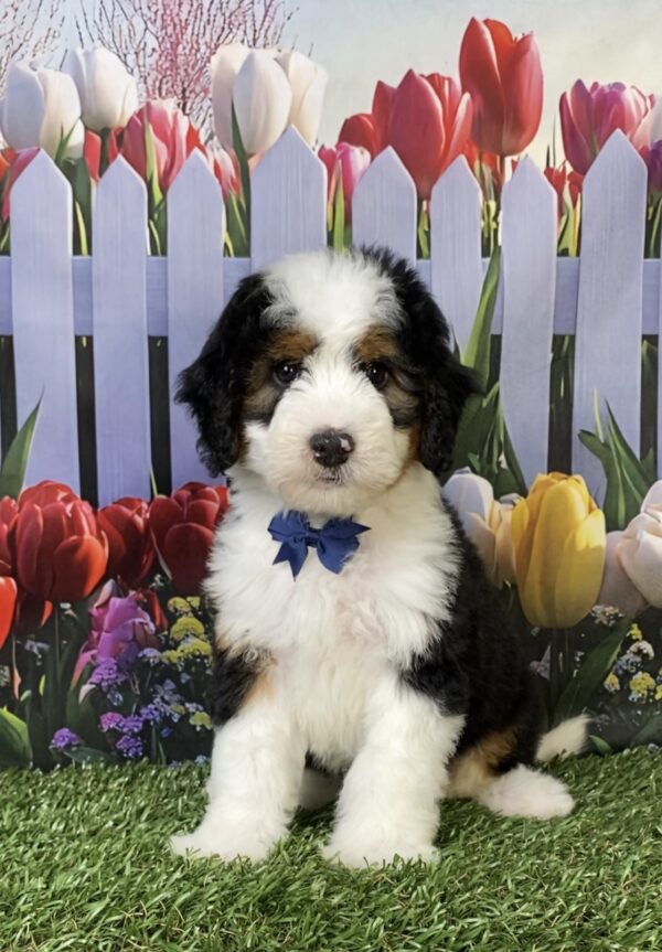 Photo of Mr. Fido the Mini-Bernedoodle puppy