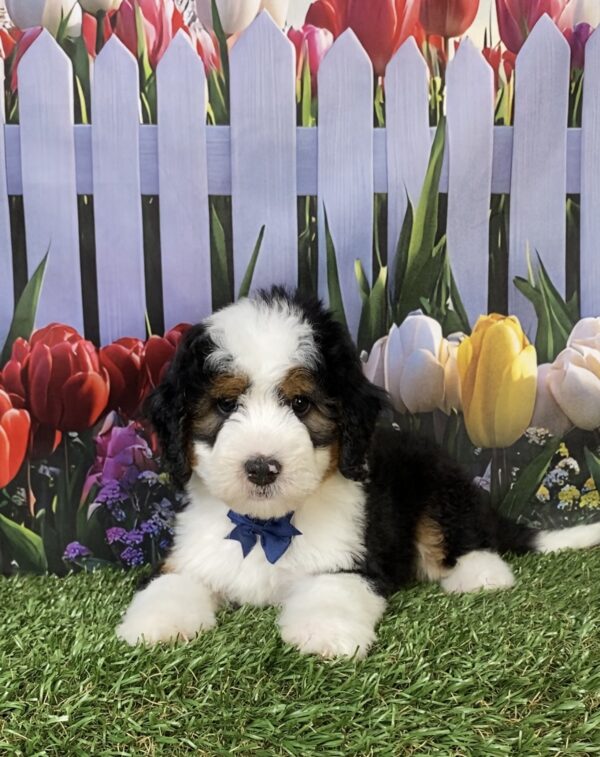 Photo of Mr. Fido the Mini-Bernedoodle puppy