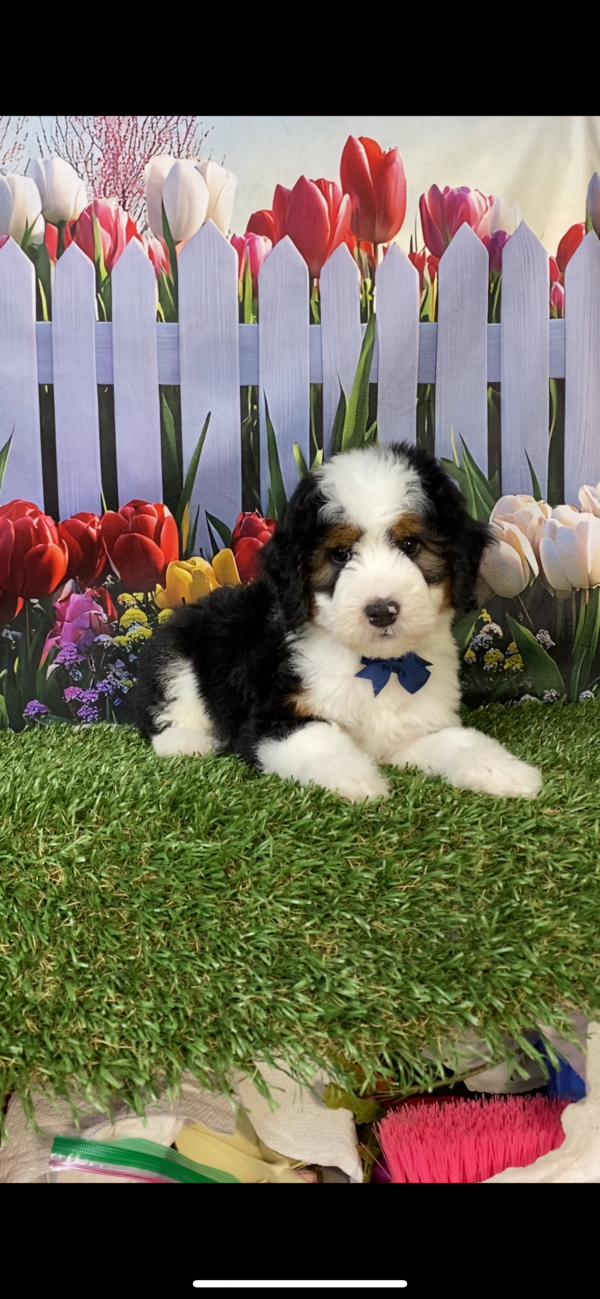 Photo of Mr. Fido the Mini-Bernedoodle puppy