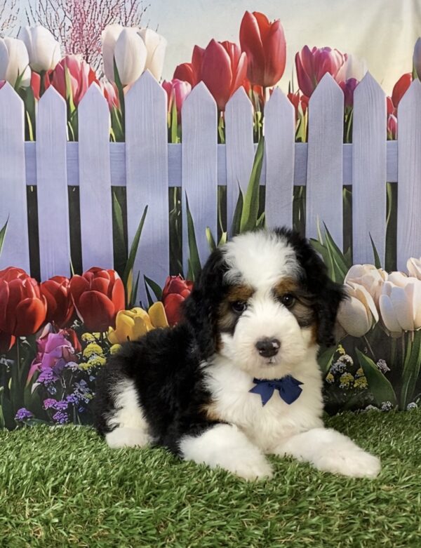 Photo of Mr. Fido the Mini-Bernedoodle puppy