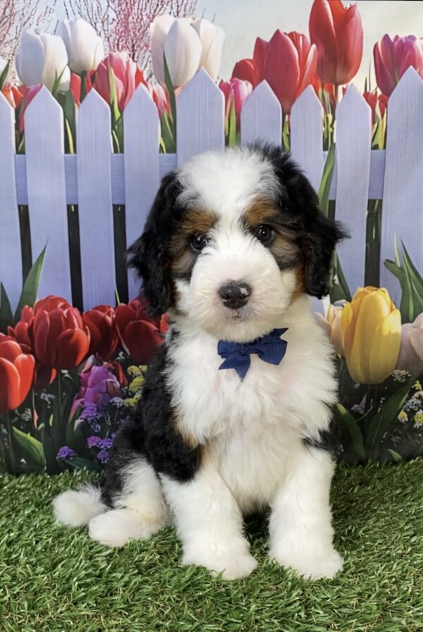 Photo of Mr. Fido the Mini-Bernedoodle puppy