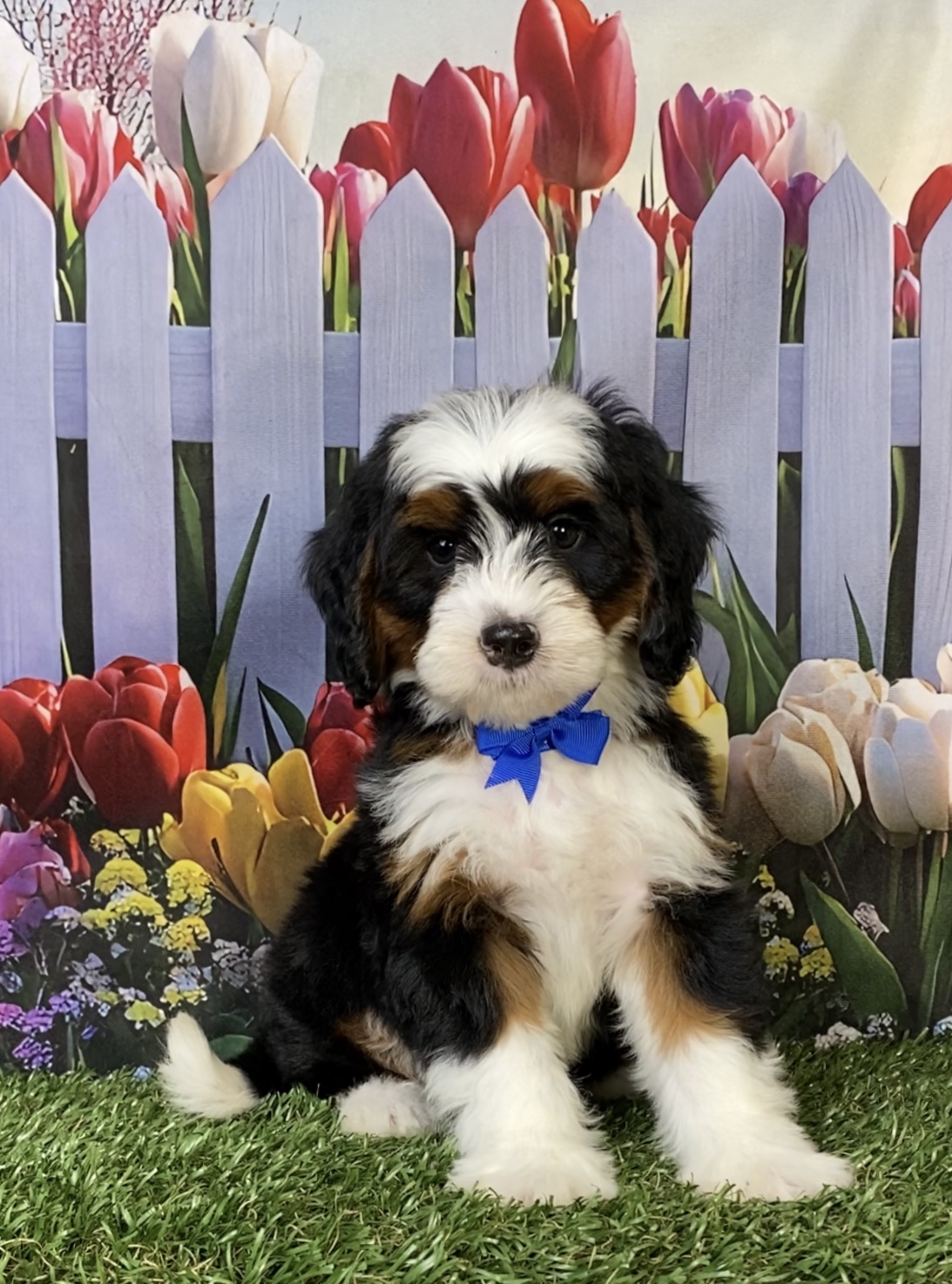 Photo of Mr. Flynn the Mini-Bernedoodle puppy