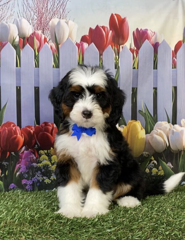 Photo of Mr. Flynn the Mini-Bernedoodle puppy