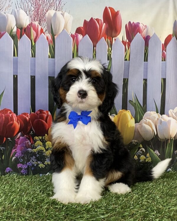 Photo of Mr. Flynn the Mini-Bernedoodle puppy