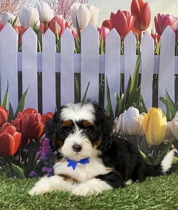 Photo of Mr. Flynn the Mini-Bernedoodle puppy