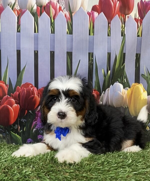 Photo of Mr. Flynn the Mini-Bernedoodle puppy