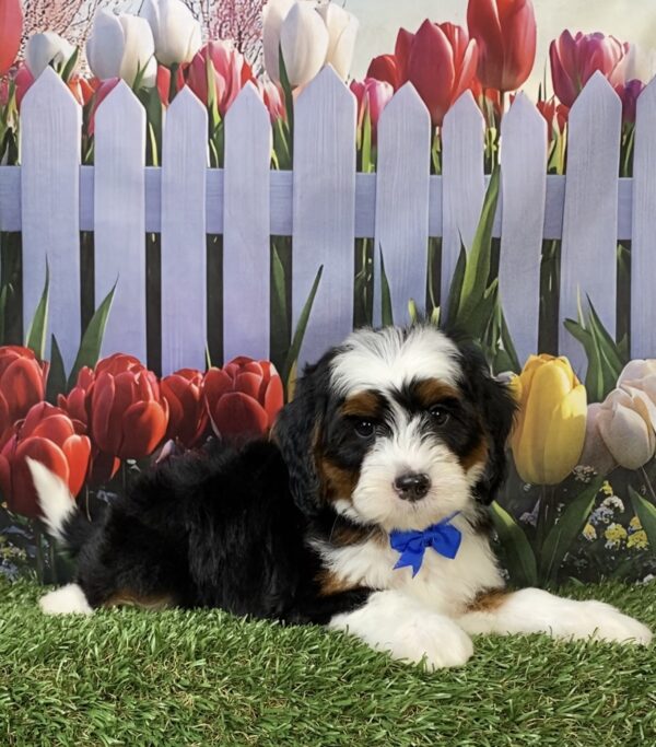 Photo of Mr. Flynn the Mini-Bernedoodle puppy