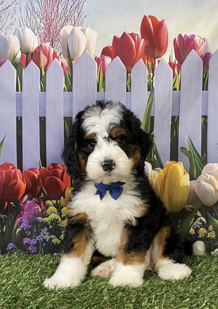 Photo of Mr. Frank the Mini-Bernedoodle puppy