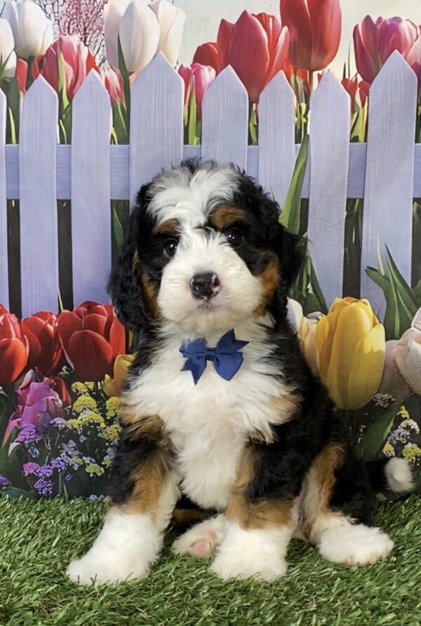 Photo of Mr. Frank the Mini-Bernedoodle puppy