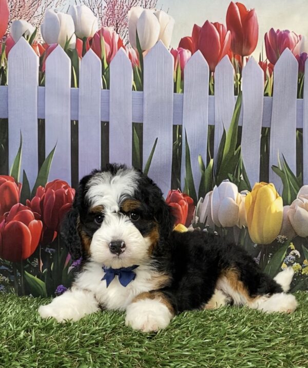 Photo of Mr. Frank the Mini-Bernedoodle puppy