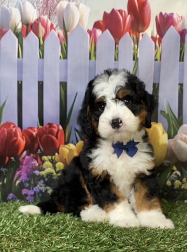 Photo of Mr. Frank the Mini-Bernedoodle puppy
