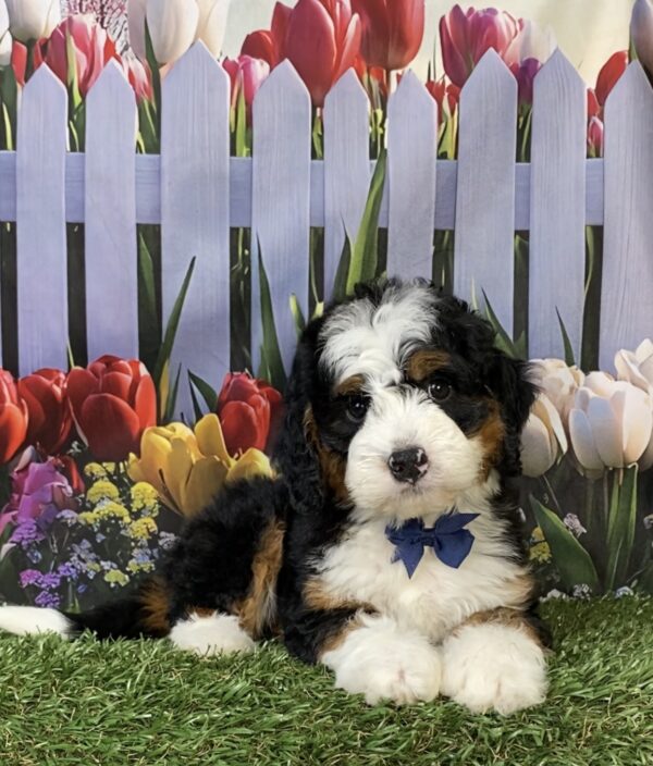Photo of Mr. Frank the Mini-Bernedoodle puppy