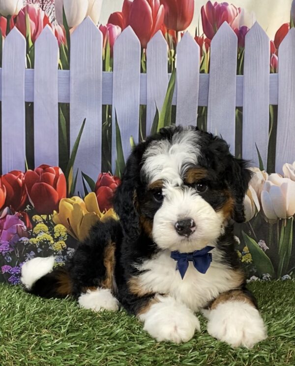 Photo of Mr. Frank the Mini-Bernedoodle puppy