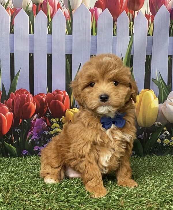 Mr. Gabe the F1B Micro Mini-Goldendoodle puppy