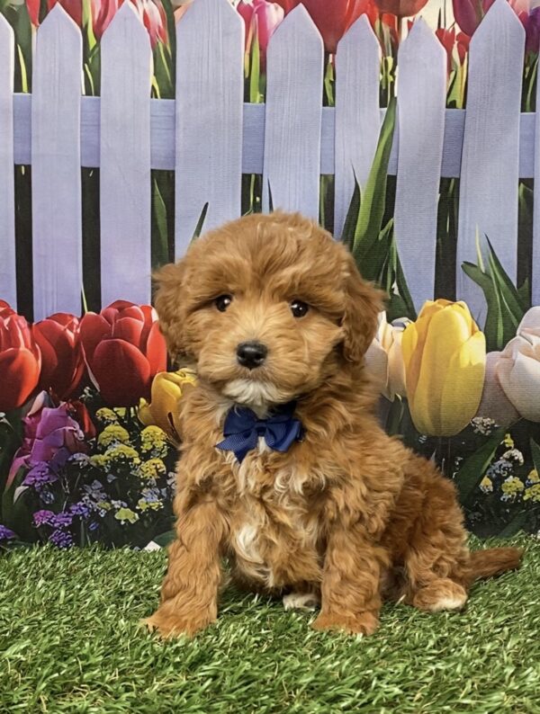 Photo of Mr. Gabe the F1B Micro Mini-Bernedoodle puppy