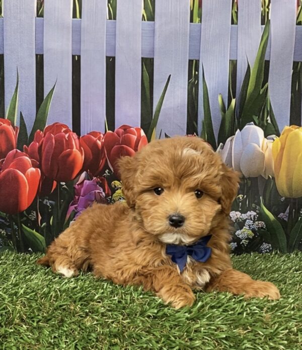 Photo of Mr. Gabe the F1B Micro Mini-Bernedoodle puppy