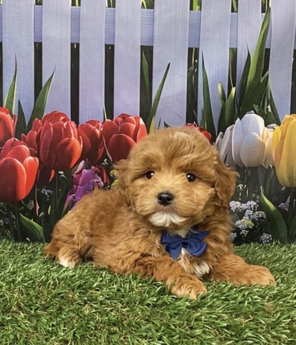 Photo of Mr. Gabe the F1B Micro Mini-Bernedoodle puppy