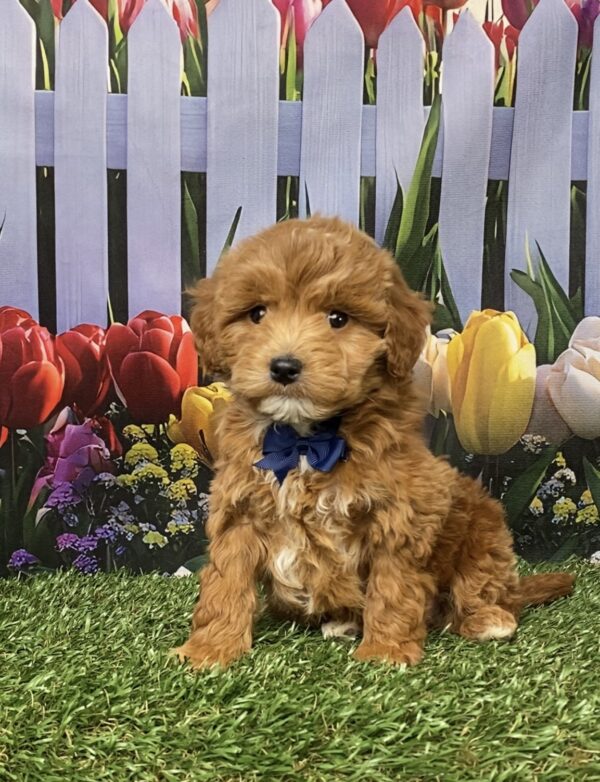 Photo of Mr. Gabe the F1B Micro Mini-Bernedoodle puppy