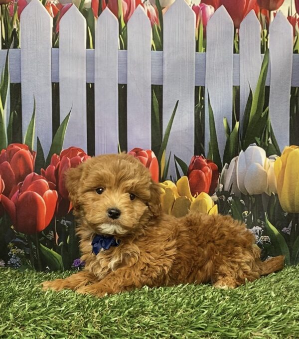 Photo of Mr. Gabe the F1B Micro Mini-Bernedoodle puppy