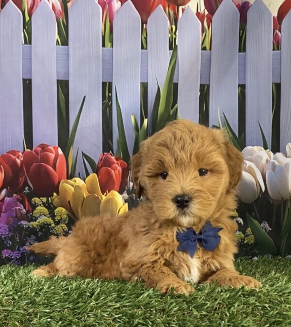 Mr. George the F1B Micro Mini-Goldendoodle puppy