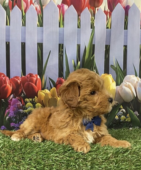 Photo of Mr. George the F1B Micro Mini-Bernedoodle puppy