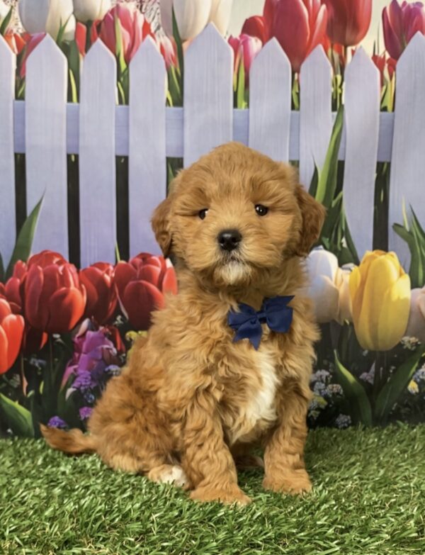 Photo of Mr. George the F1B Micro Mini-Bernedoodle puppy