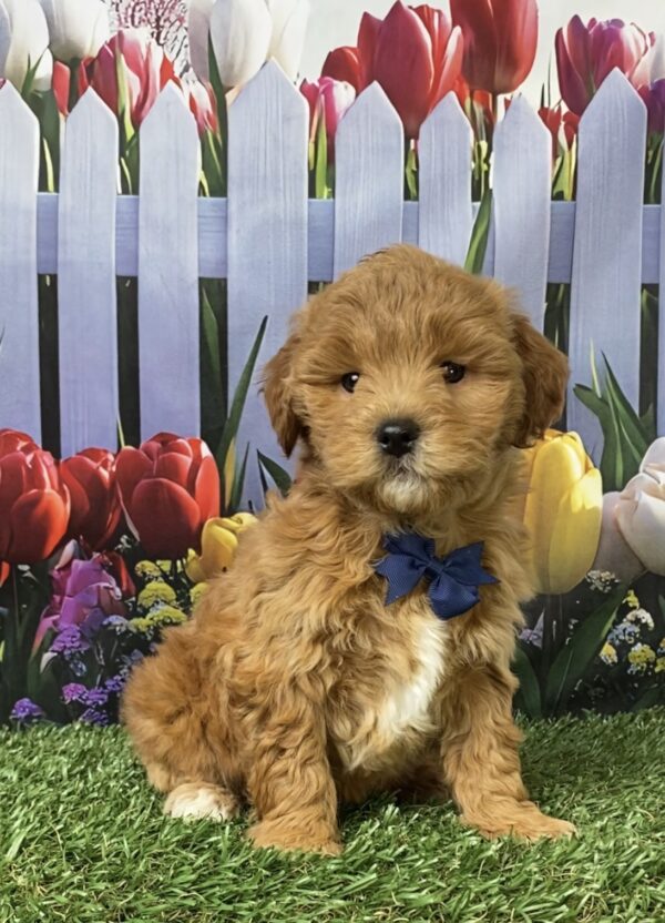 Photo of Mr. George the F1B Micro Mini-Bernedoodle puppy