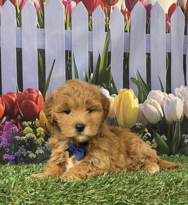 Photo of Mr. George the F1B Micro Mini-Bernedoodle puppy