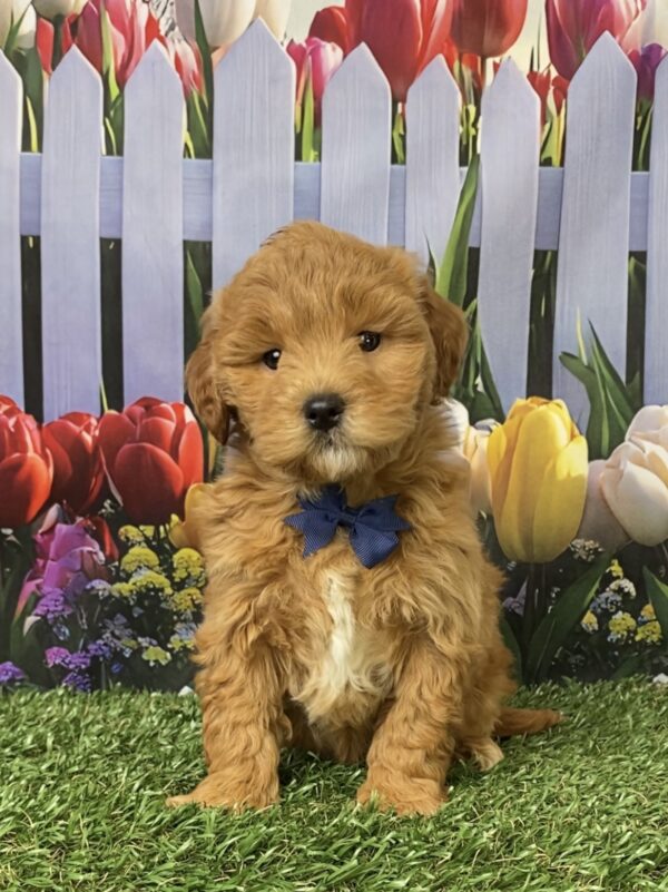 Photo of Mr. George the F1B Micro Mini-Bernedoodle puppy
