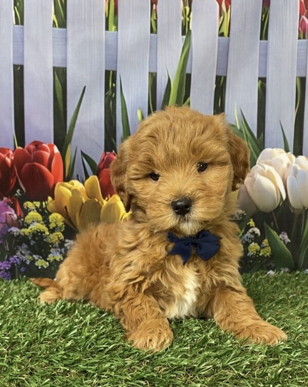 Photo of Mr. George the F1B Micro Mini-Bernedoodle puppy