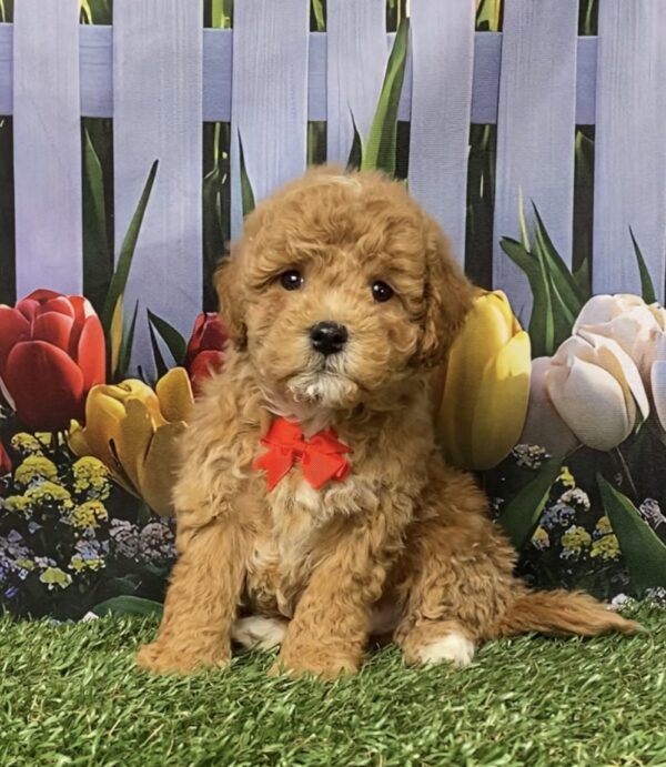 Mr. Gus the F1B Micro Mini-Goldendoodle puppy