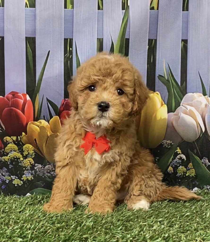 Photo of Mr. Gus the F1B Micro Mini-Bernedoodle puppy