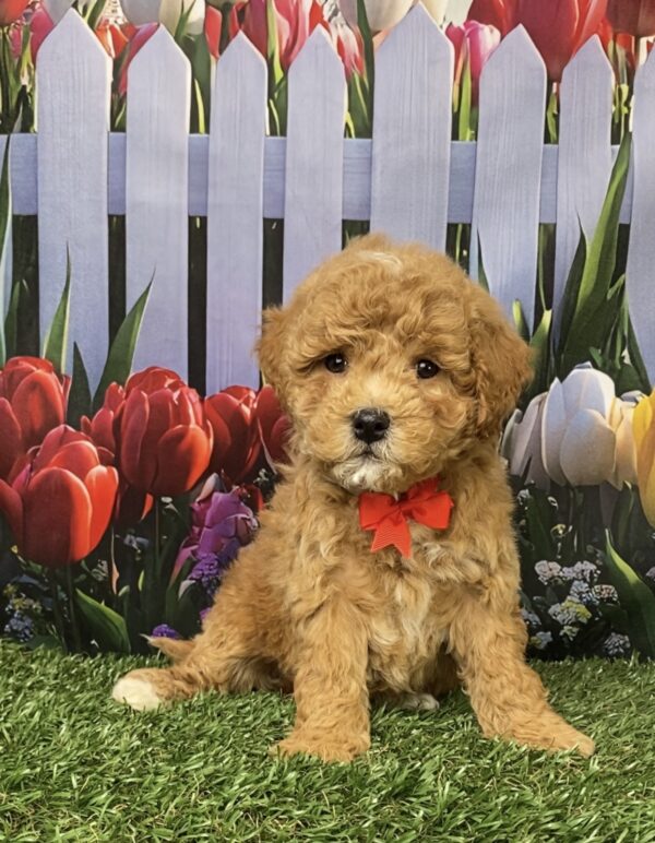 Photo of Mr. Gus the F1B Micro Mini-Bernedoodle puppy