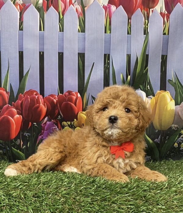 Photo of Mr. Gus the F1B Micro Mini-Bernedoodle puppy