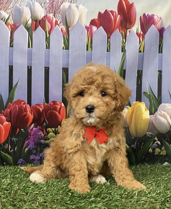 Photo of Mr. Gus the F1B Micro Mini-Bernedoodle puppy