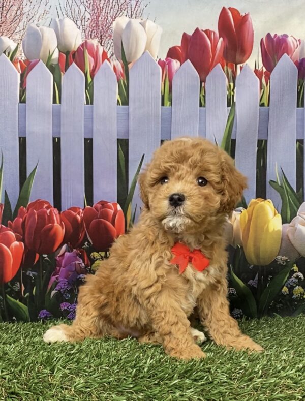 Photo of Mr. Gus the F1B Micro Mini-Bernedoodle puppy