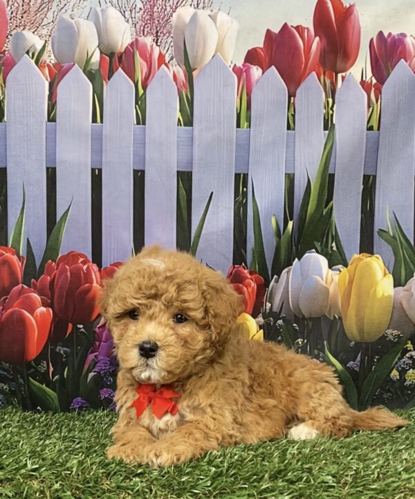 Photo of Mr. Gus the F1B Micro Mini-Bernedoodle puppy