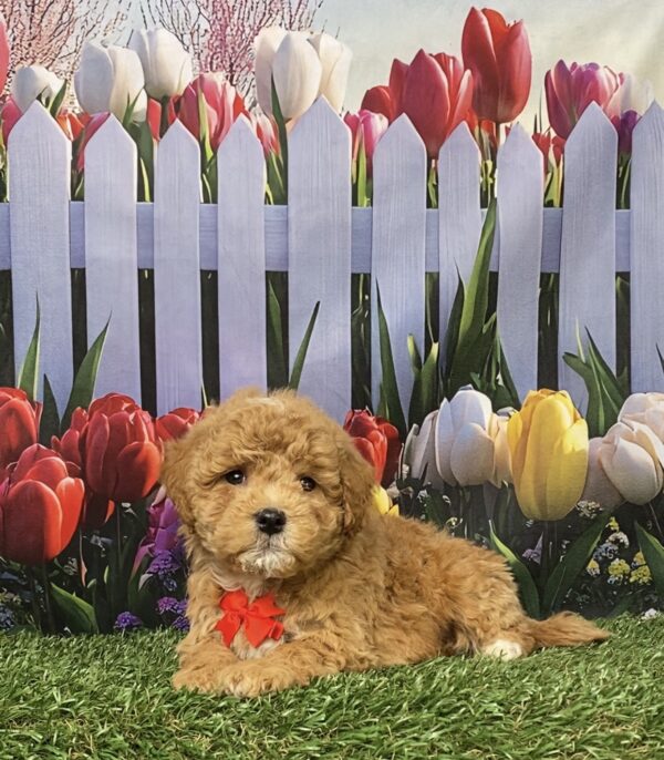 Photo of Mr. Gus the F1B Micro Mini-Bernedoodle puppy