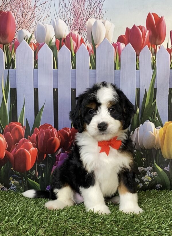 Photo of Mr. Hank the Mini-Bernedoodle puppy