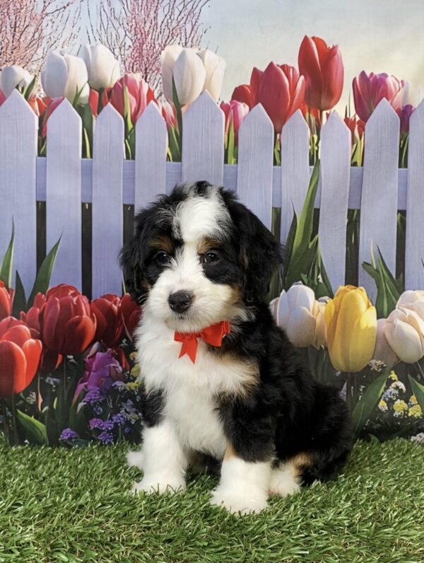 Photo of Mr. Hank the Mini-Bernedoodle puppy