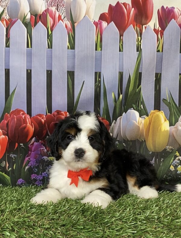 Photo of Mr. Hank the Mini-Bernedoodle puppy
