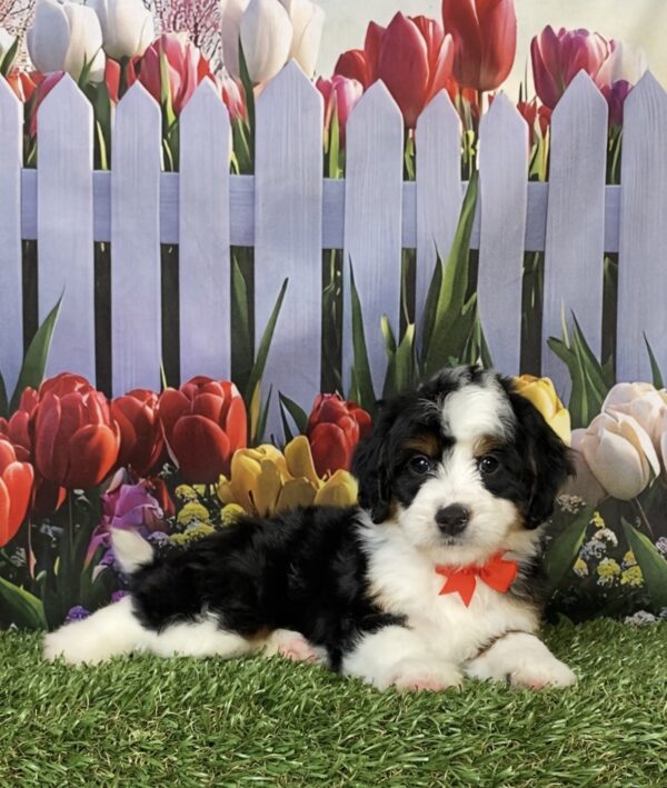Photo of Mr. Hank the Mini-Bernedoodle puppy
