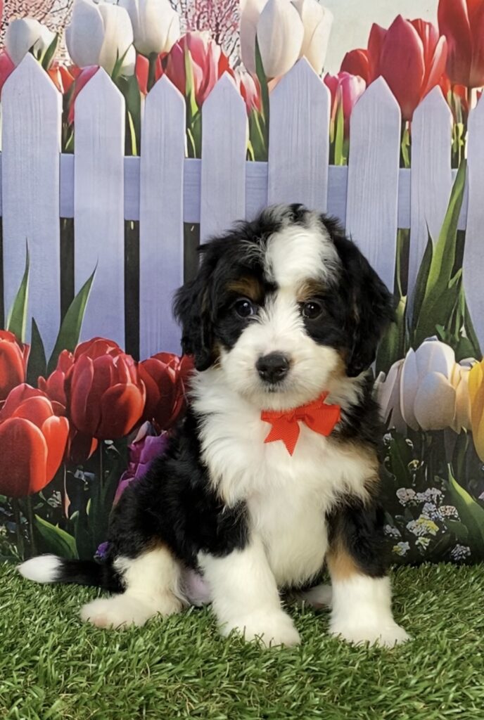 Photo of Mr. Hank the Mini-Bernedoodle puppy