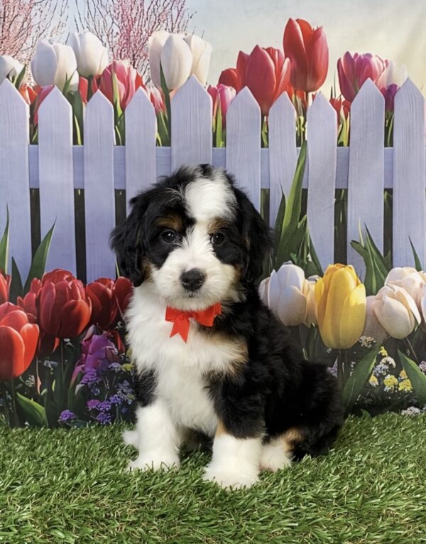 Photo of Mr. Hank the Mini-Bernedoodle puppy