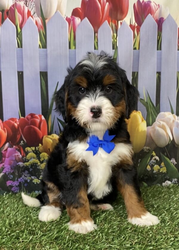 Photo of Mr. Happy the Mini-Bernedoodle puppy