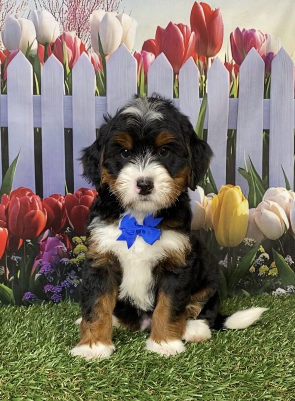 Mr. Happy the Mini-Bernedoodle puppy