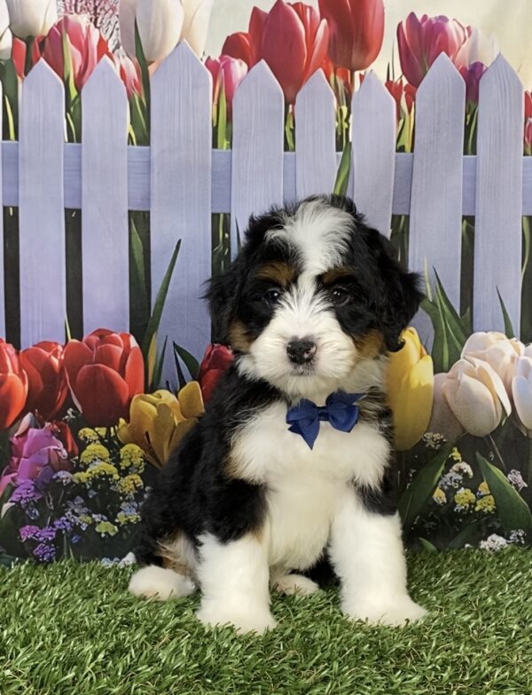 Mr. Hero the Mini-Bernedoodle puppy