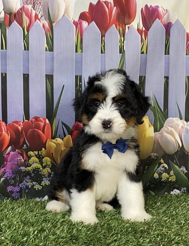 Photo of Mr. Hero the Mini-Bernedoodle puppy