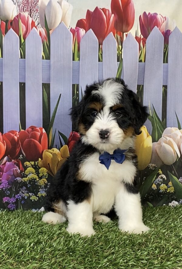 Photo of Mr. Hero the Mini-Bernedoodle puppy